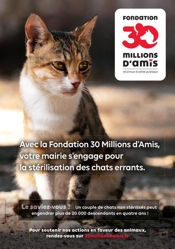 stérilisation des chats errants.